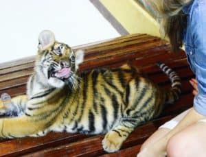Tiger Kingdom: Chiang Mai, Thailand