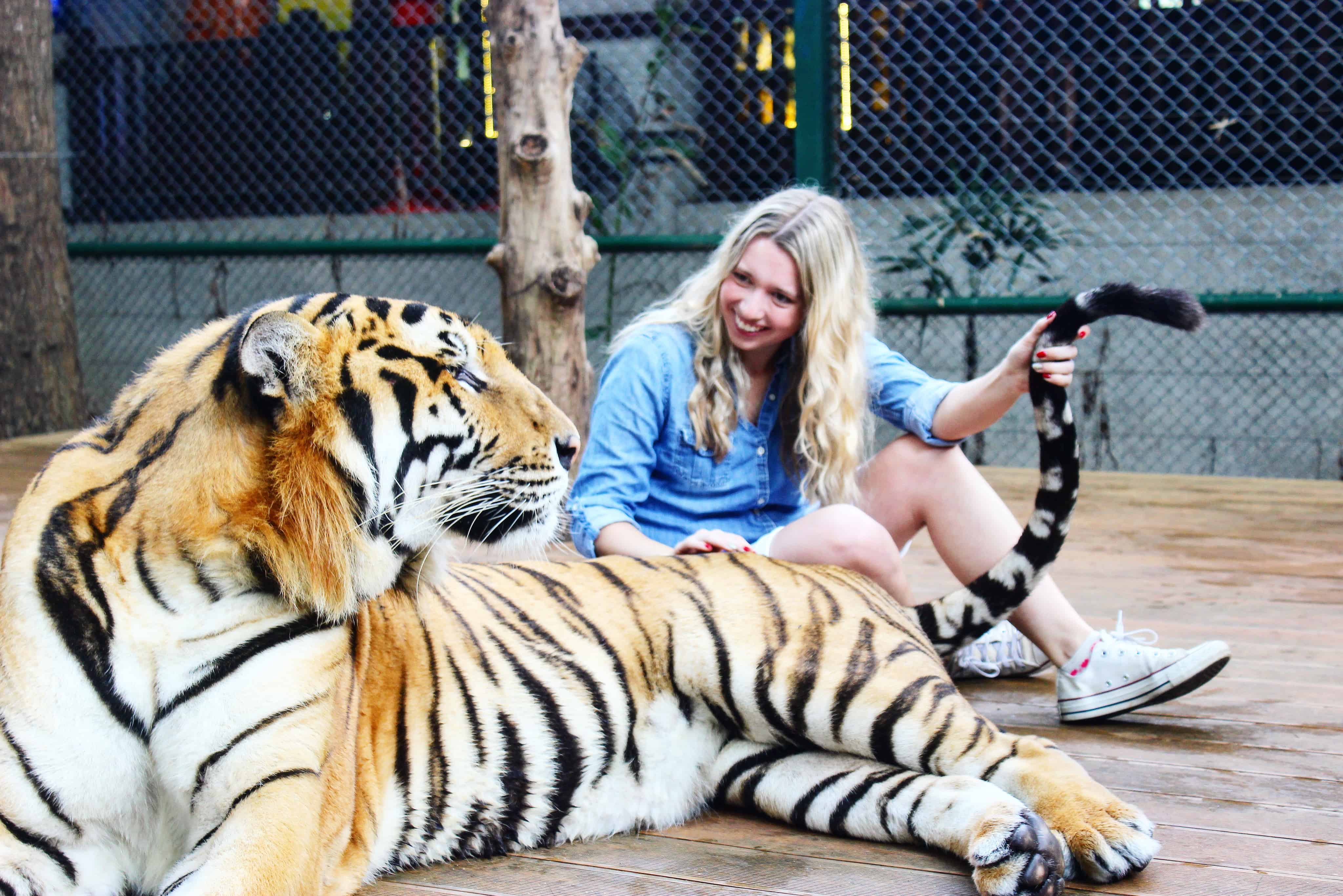 You are currently viewing Tiger Kingdom: Chiang Mai, Thailand