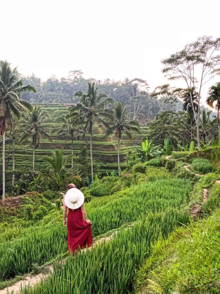 Bali, Indonesia rice terraces, Ubud, Indonesia photo ideas