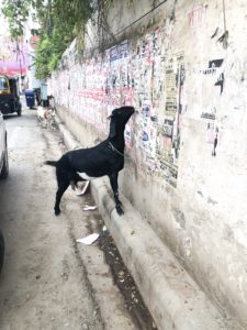 Goat eating posters off a wall in Varanasi, India