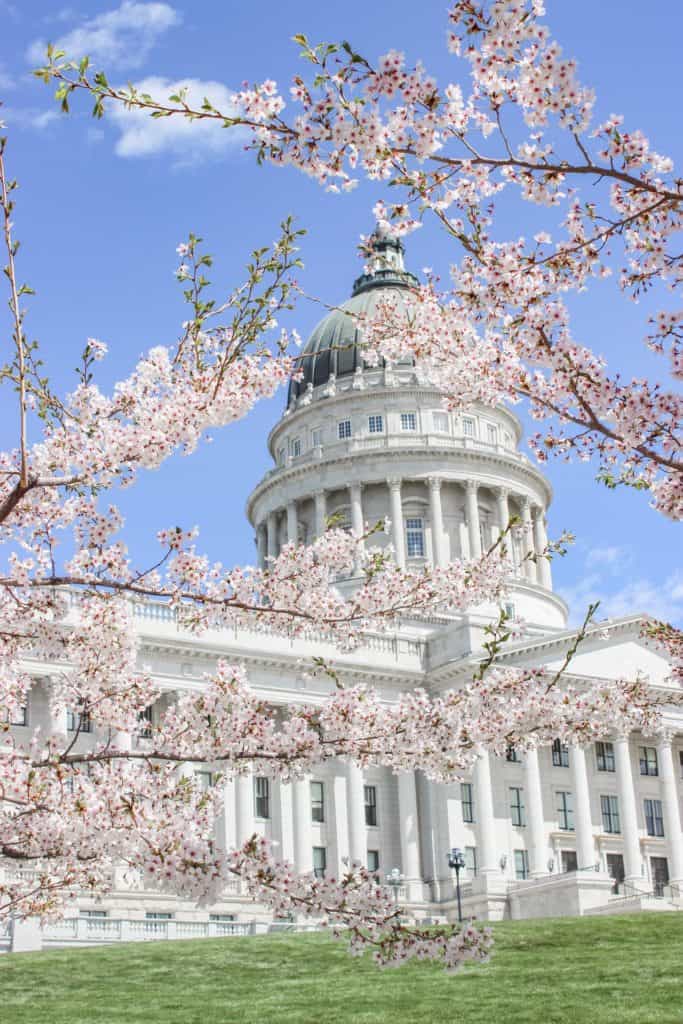 Utah Capitol Building Cherry blossom season