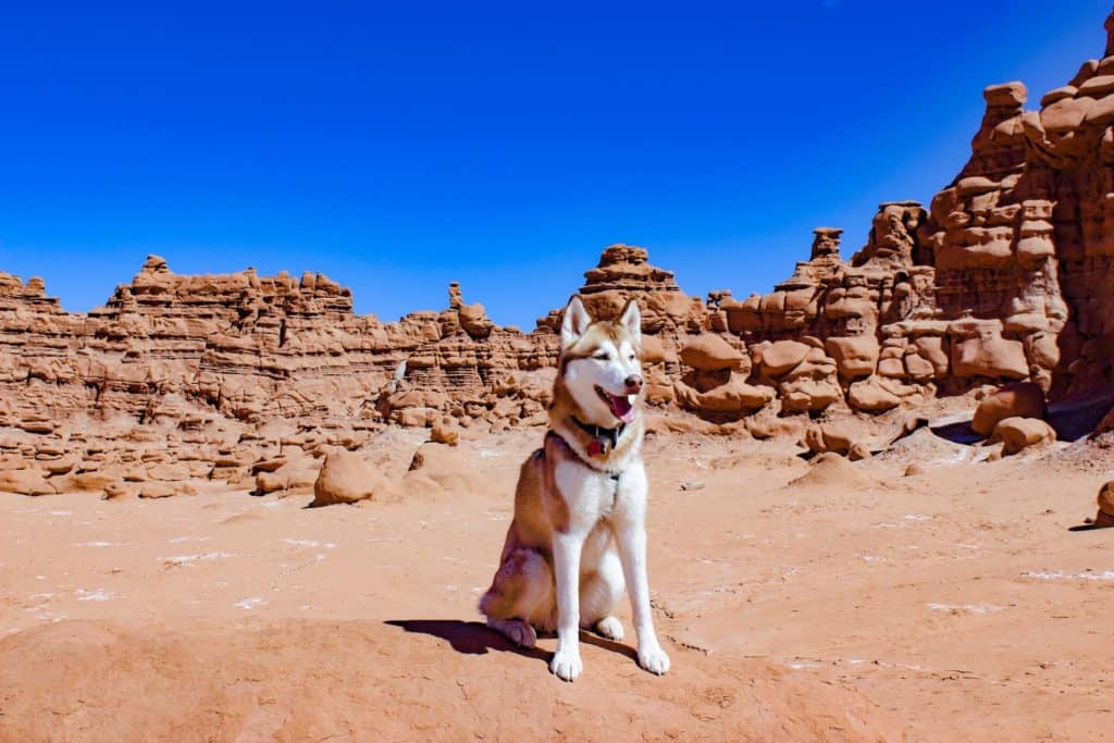 Visiting Goblin Valley State Park in Utah is so fun. This guide to goblin valley state park with dogs will let you know what to bring and important helpful tips to visiting with your pet. The hikes in goblin valley state park are fun to explore and there is even some information about camping in goblin valley state park.