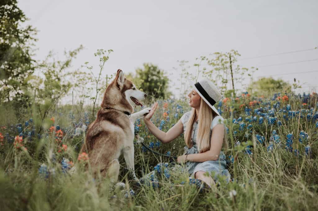 Girl and dog high five while surrounded by bluebonnet wildflowers in Ennis, Texas