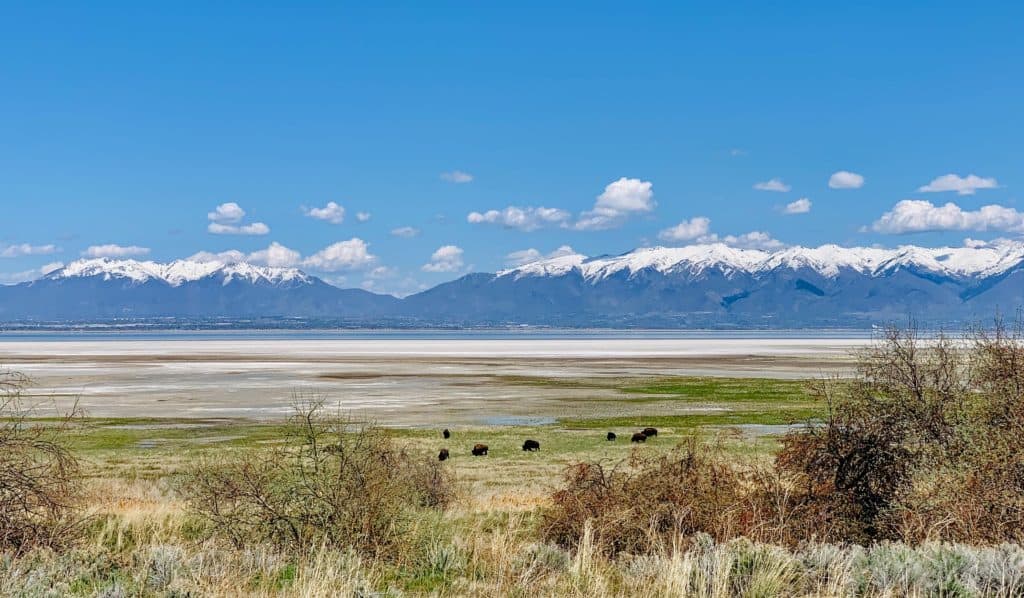 Antelope Island State Park in Utah with a herd of bison in the distance.