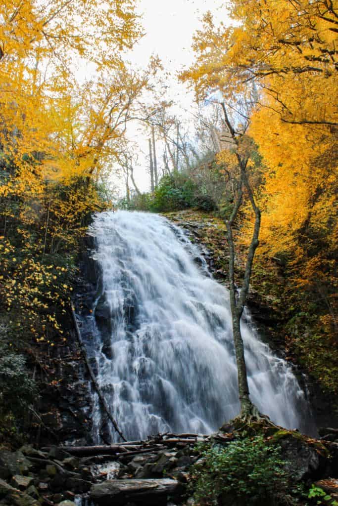 The large, beautiful crabtree waterfall surrounded by golden yellow leaves. This hike is stunning and is dog friendly. There are many dog friendly hikes near Asheville but this is my favorite. If you are looking for fairly easy hikes off of the Blue Ridge Parkway this is definitely one to experience.