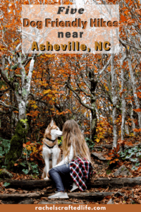 Read more about the article Dog Friendly Hikes off Blue Ridge Parkway near Asheville, NC