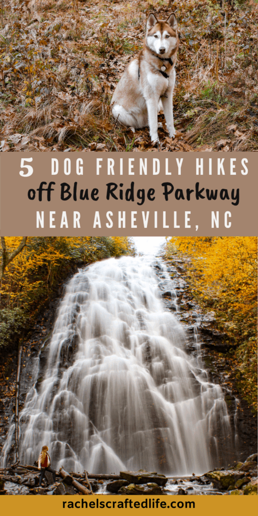 Hiking siberian husky and a large waterfall surrounded by golden leaves from hikes off of Blue Ridge Parkway near Asheville North Carolina. These 5 dog friendly hikes near Asheville show stunning fall leaves in the Fall. These are also family friendly hikes near Asheville. The Blue Ridge Parkway offers great hiking and amazing views plus opportunities for leaf peeping in the fall. 