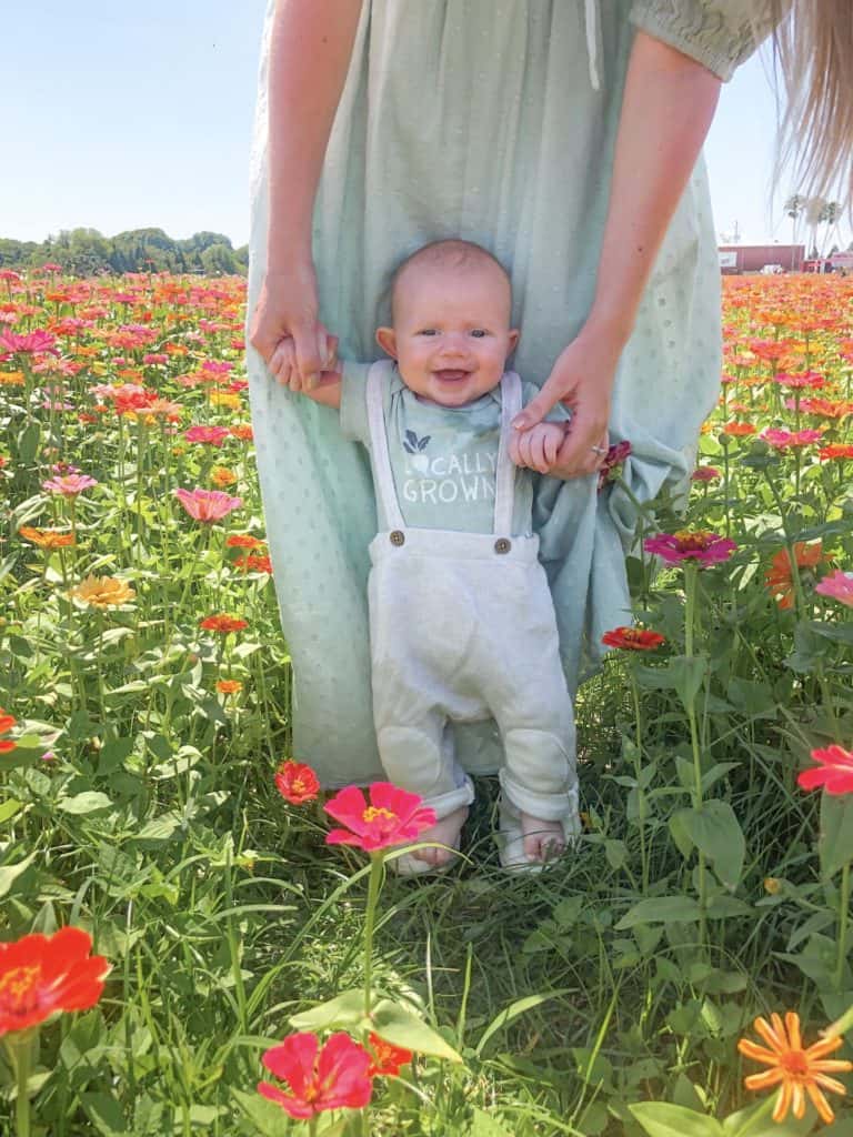 A young, three month old baby plays in a zinnia flower field while being assisted by his mother. The flower fields of Hunsader Farms in Bradenton Florida are full of brightly colored blooms. The u-pick flower fields near tampa make the perfect day trip for the whole family. 