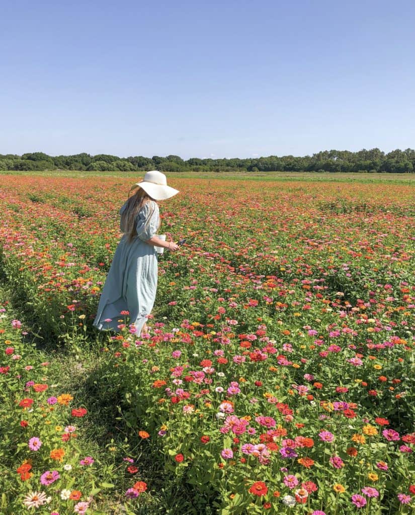 A young women in a dress and sun hat is walking through the u-pick flower fields at Hunsader Farms. The Zinnia field is full of bright red, orange, yellow and pink blooms ready to be picked by you and taken home. These flower fields near Tampa are a fun interactive place to visit with the whole family. Hunsader Farms has many u-pick fields including sunflowers, zinnias and wildflowers.
