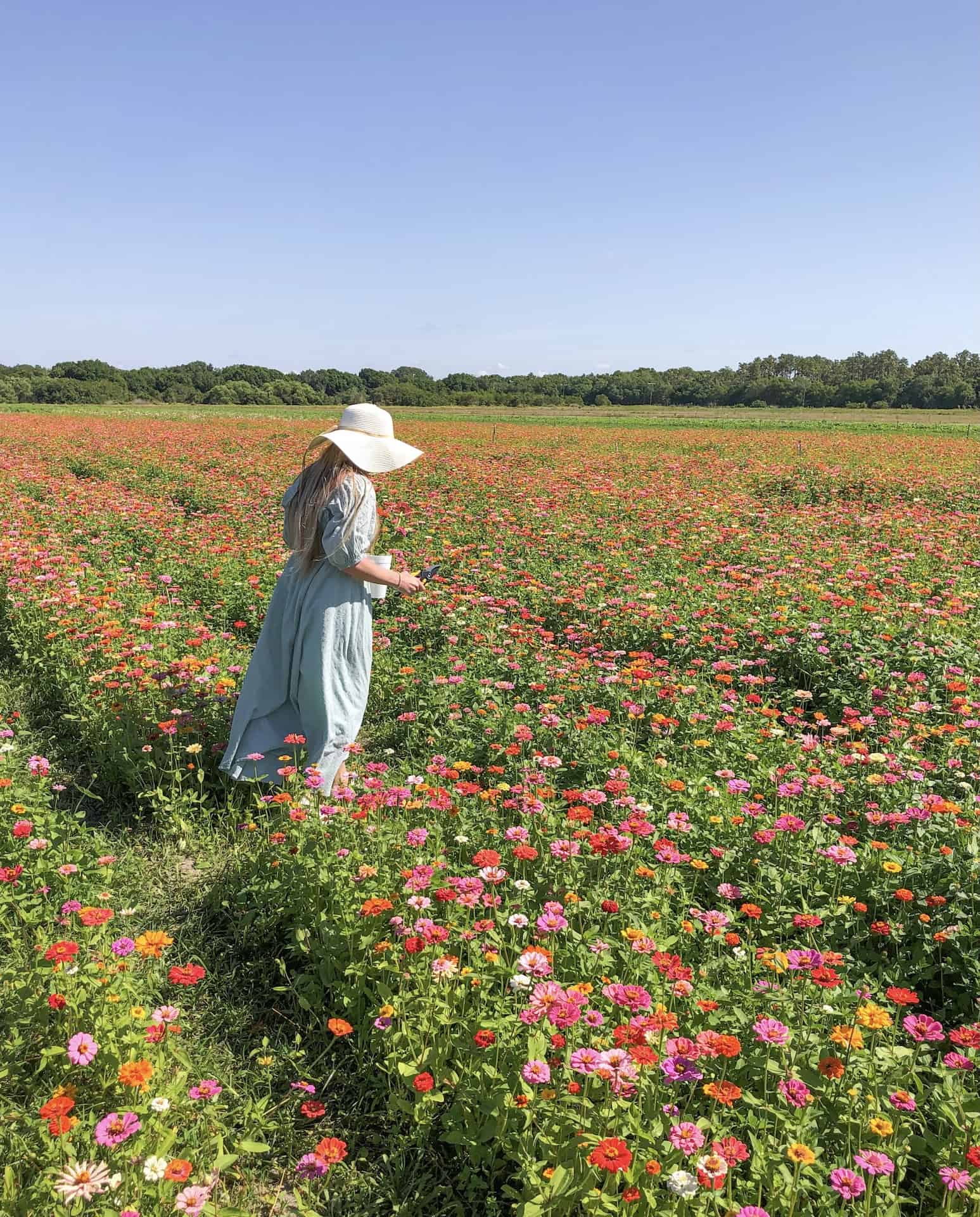 Flower Picking at Hunsader Farms in Bradenton, Florida Rachel's