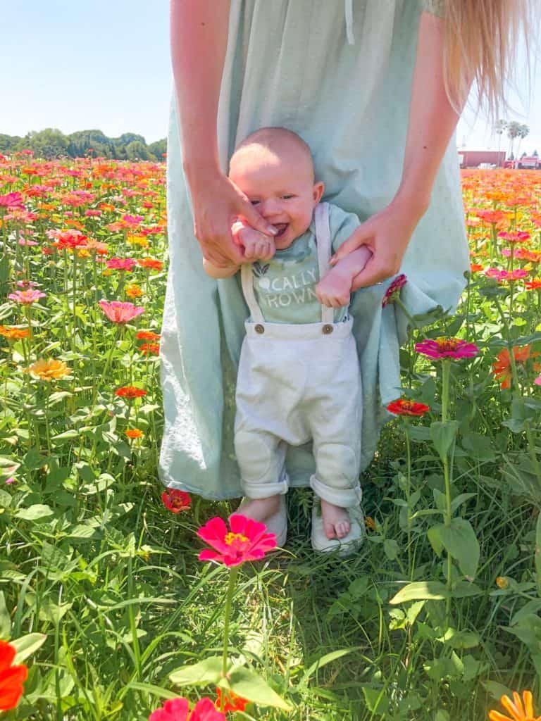 A young, three month old baby plays in a zinnia flower field while being assisted by his mother. The flower fields of Hunsader Farms in Bradenton Florida are full of brightly colored blooms. The u-pick flower fields near tampa make the perfect day trip for the whole family. 
