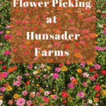 Flower Picking at Hunsader Farms in Bradenton, Florida