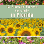 13 Flower Farms in Florida to Visit Today