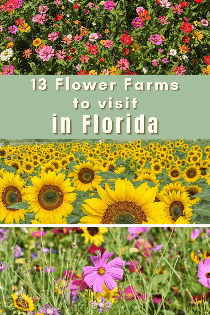 You are currently viewing 13 Flower Farms in Florida to Visit Today