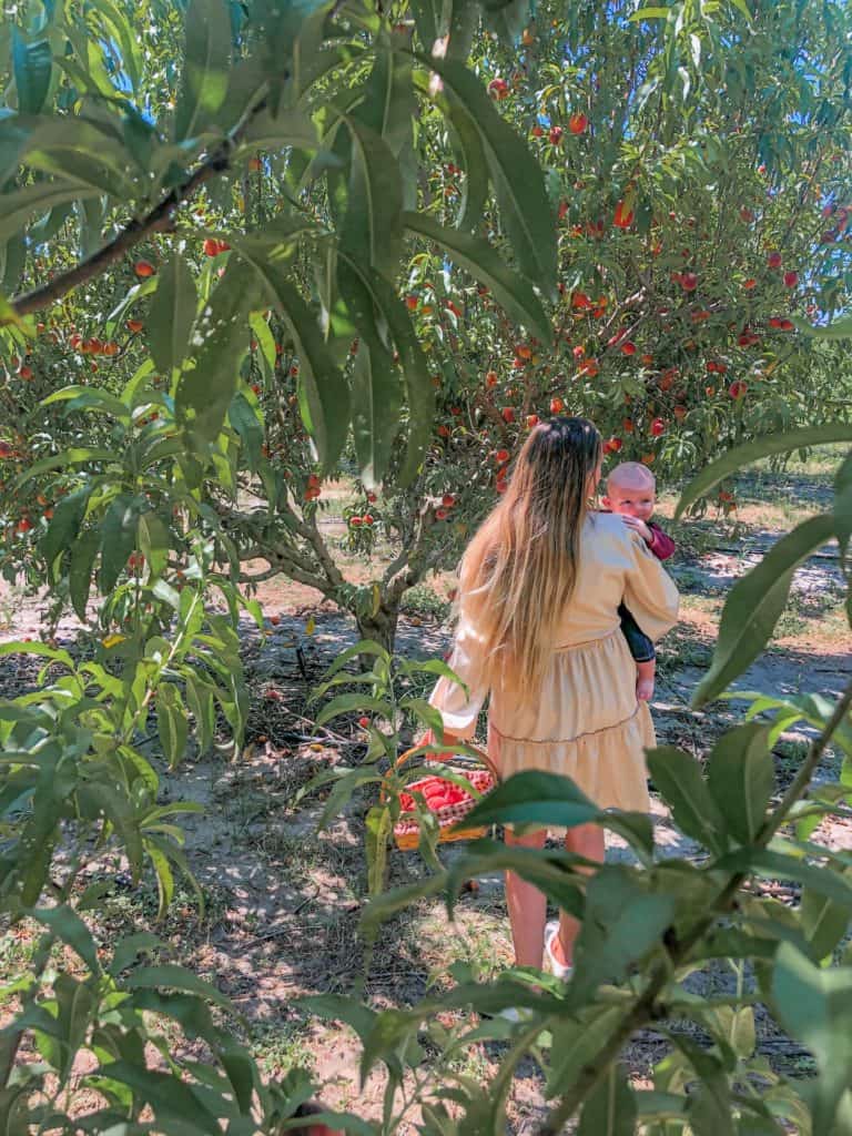 Mom and baby are walking through the peach orchard at Southern Hill Farms picking plump and juicy orange and red peaches.