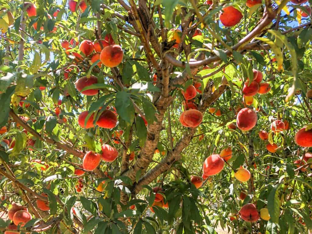 Peach picking in Florida, who knew! This is one of the many fruit laden peach trees at Southern Hill Farms.