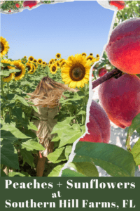 Read more about the article Peach and Sunflower Picking at Southern Hill Farms, Clermont FL