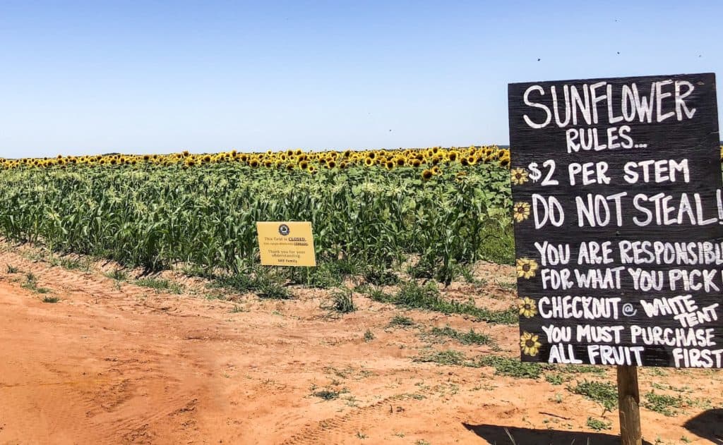 The sunflower field at Southern Hill Farms. There are many sunflower fields in Florida and this is a great place to take photos and snag a couple giant sunflowers to take home.