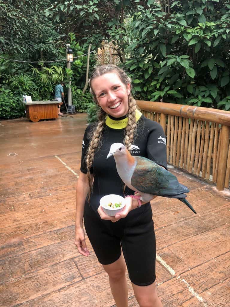 Along with flamingo's there are many different tropical birds to feed when you visit the Discovery Cove Aviary.