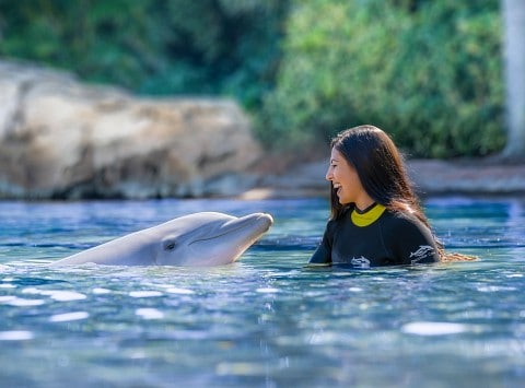 Don't forget to add on the dolphin experience if you want to interact with these beautiful creatures up close. Swimming with dolphins at discovery cove is so fun.