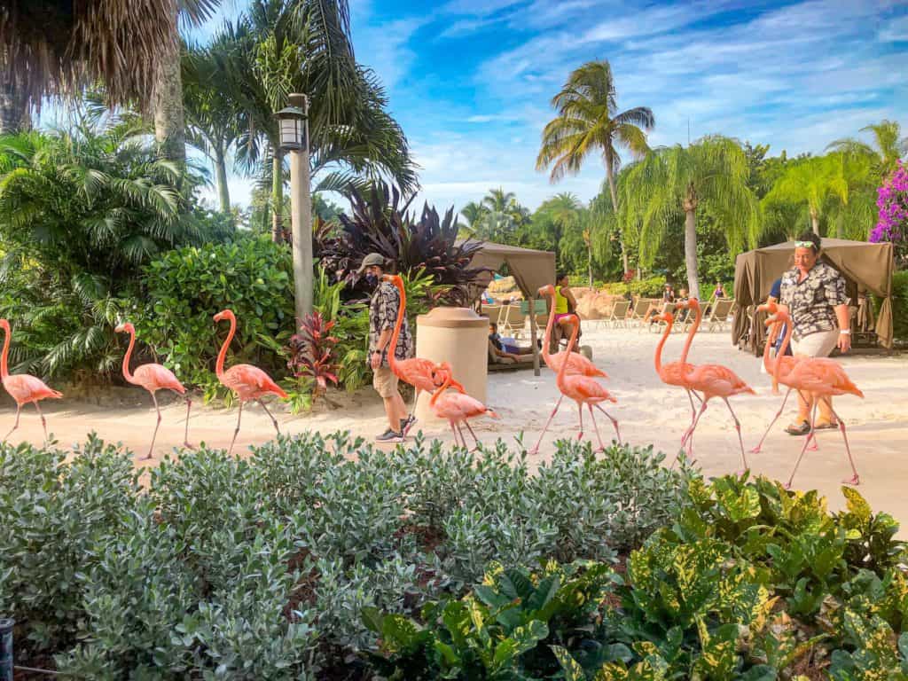 You can interact with tropical birds like flamingos during your day at Discovery Cove.