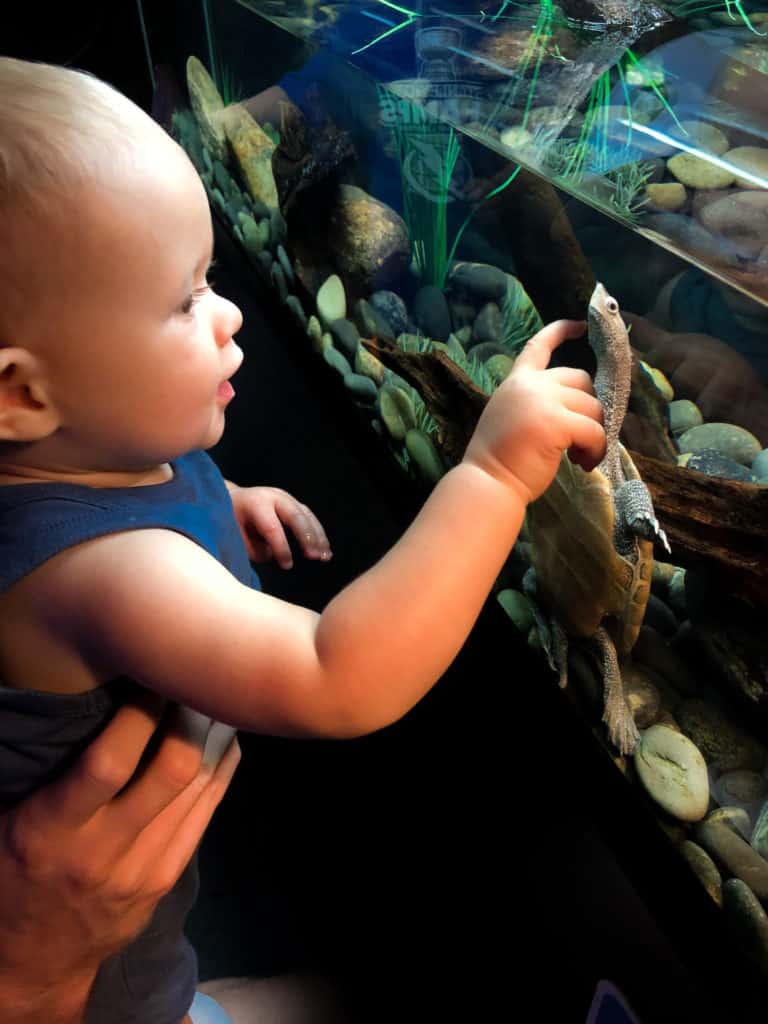 Another fun item for your Sarasota itinerary is the Mote Laboratory and Aquarium. If you are looking for things to do in Sarasota with kids this is the perfect activity. There are lots of animals, fun facts, touch pools and even a small play area. Kids will love spending hours here.