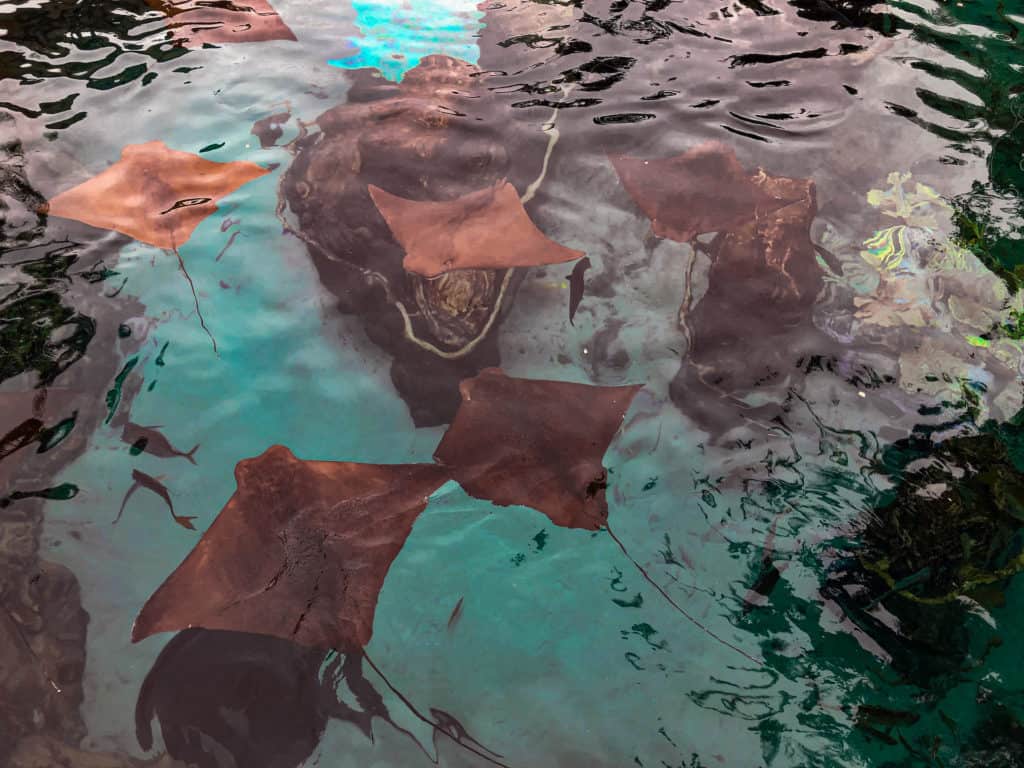 Along with swimming with the sting rays you can view them from above on the walkways and bridges. You can also see sharks at discovery cove.