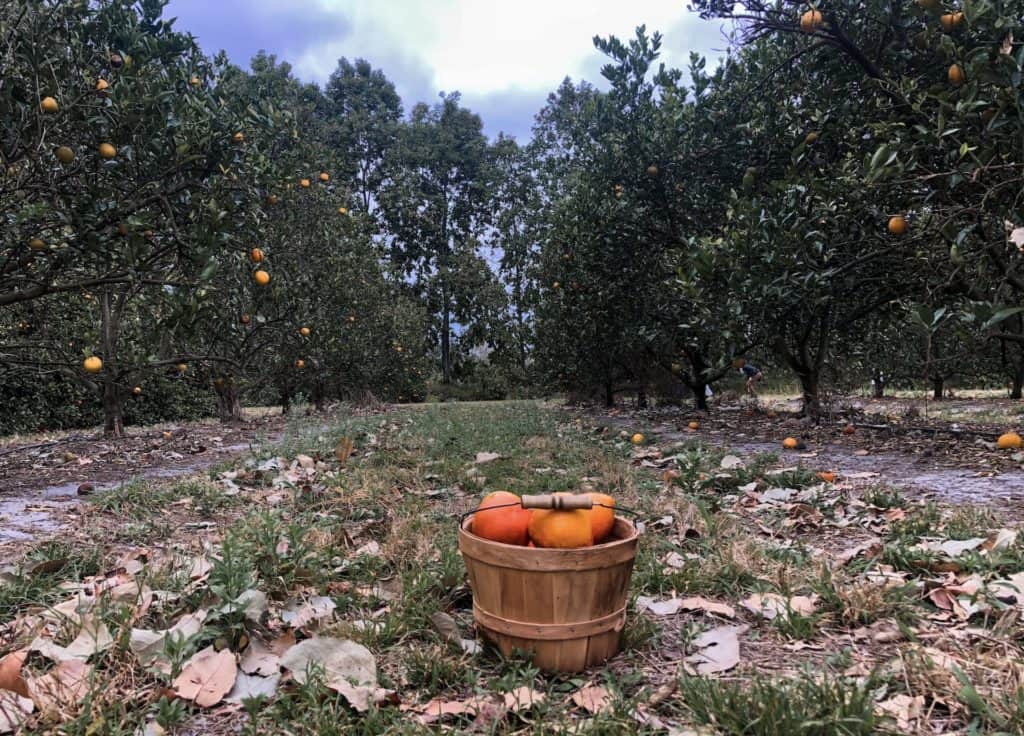 Visit Dooley Groves for a chance to pick your own oranges in Florida. This u-pick orange grove is close to Tampa and perfect for an afternoon trip. So come orange picking near tampa while they are in season!