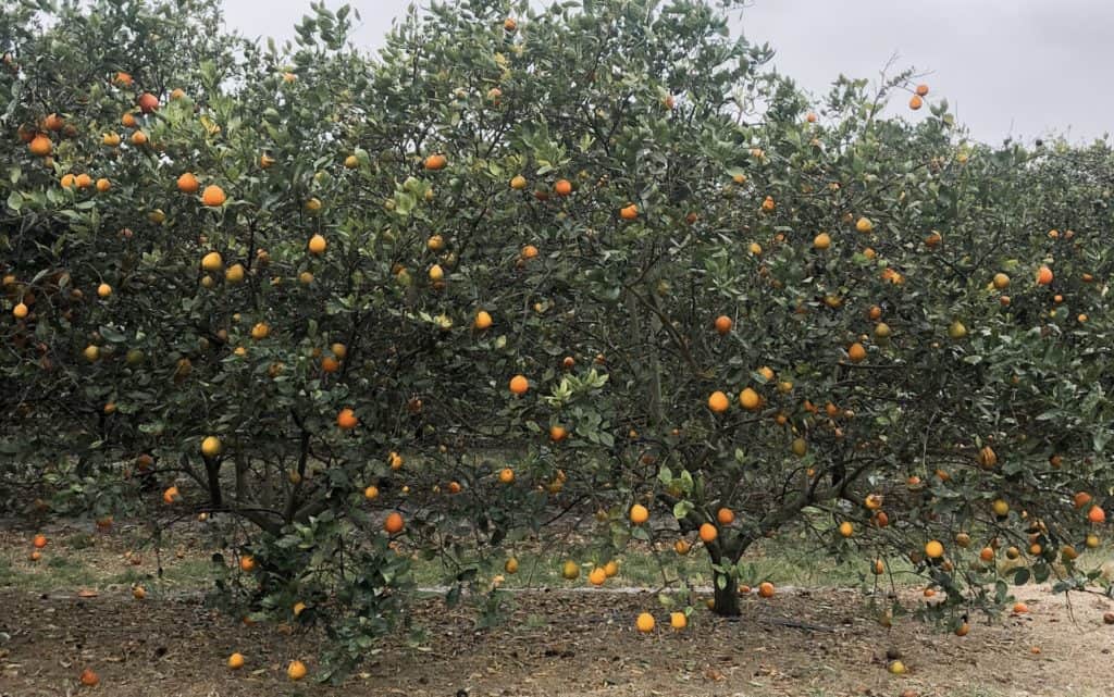 Visit Dooley Groves for a chance to pick your own oranges in Florida. This u-pick orange grove is close to Tampa and perfect for an afternoon trip. So come orange picking near tampa while they are in season!
