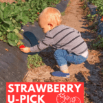 Strawberry U-Pick Farms in the Tampa Bay Area