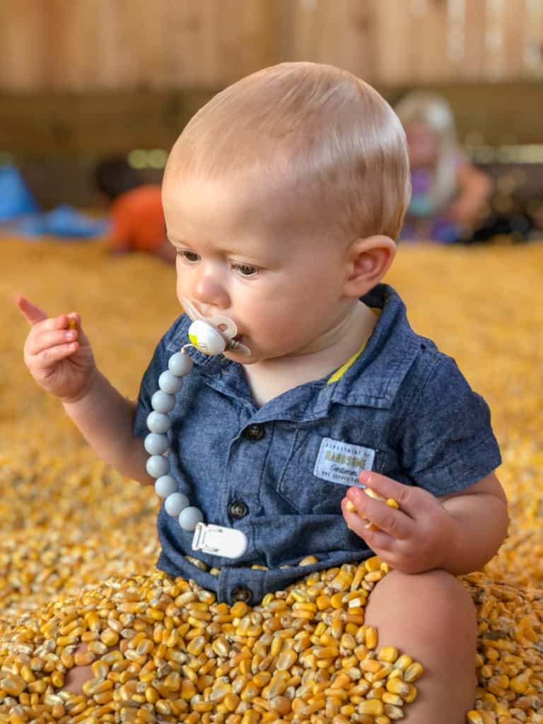 Little child playing in a corn pit at a fall festival in Tampa. 