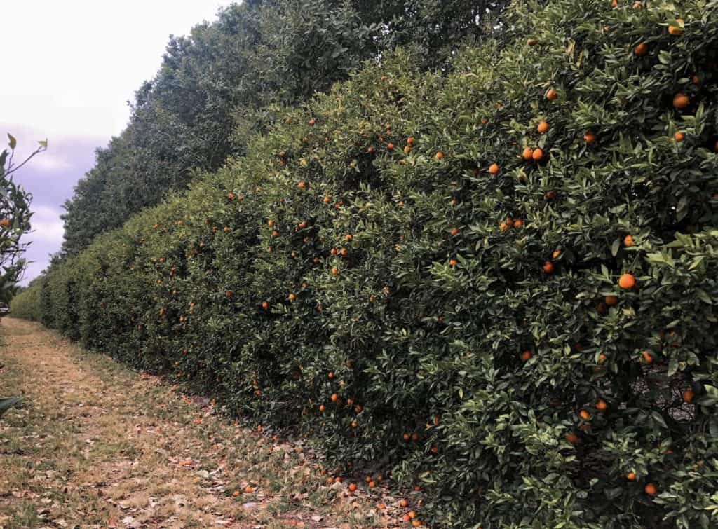 Come pick your own oranges in Florida at one of these 6 beautiful u-pick orange groves! There is a variety of citrus in Florida that grows well at different times of the year. Orange picking in Florida is a fun family activity reminiscent of a time when huge acres of land used to be covered in orange groves.