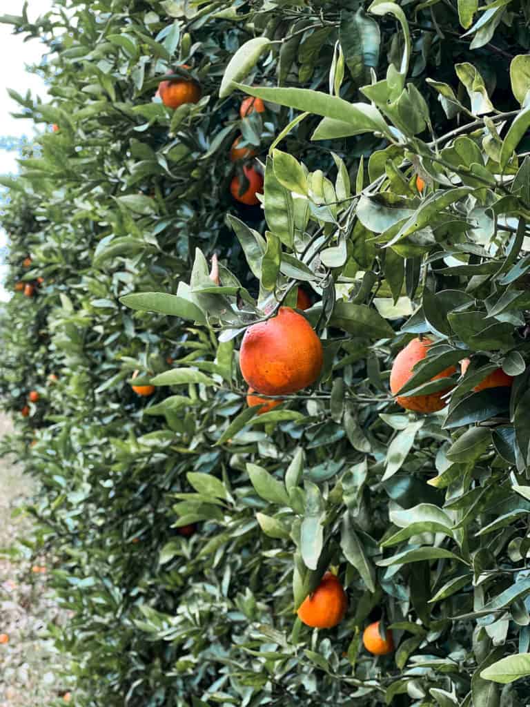 Oranges at Dooley Groves.