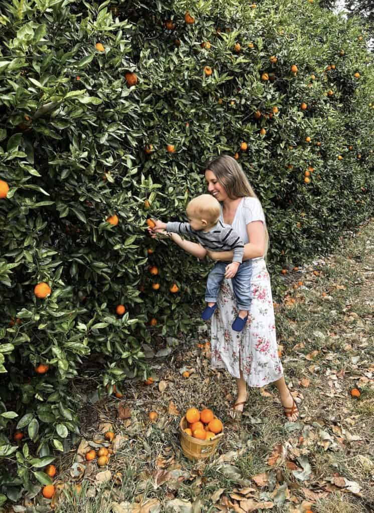 A fun family activity in florida is orange picking.