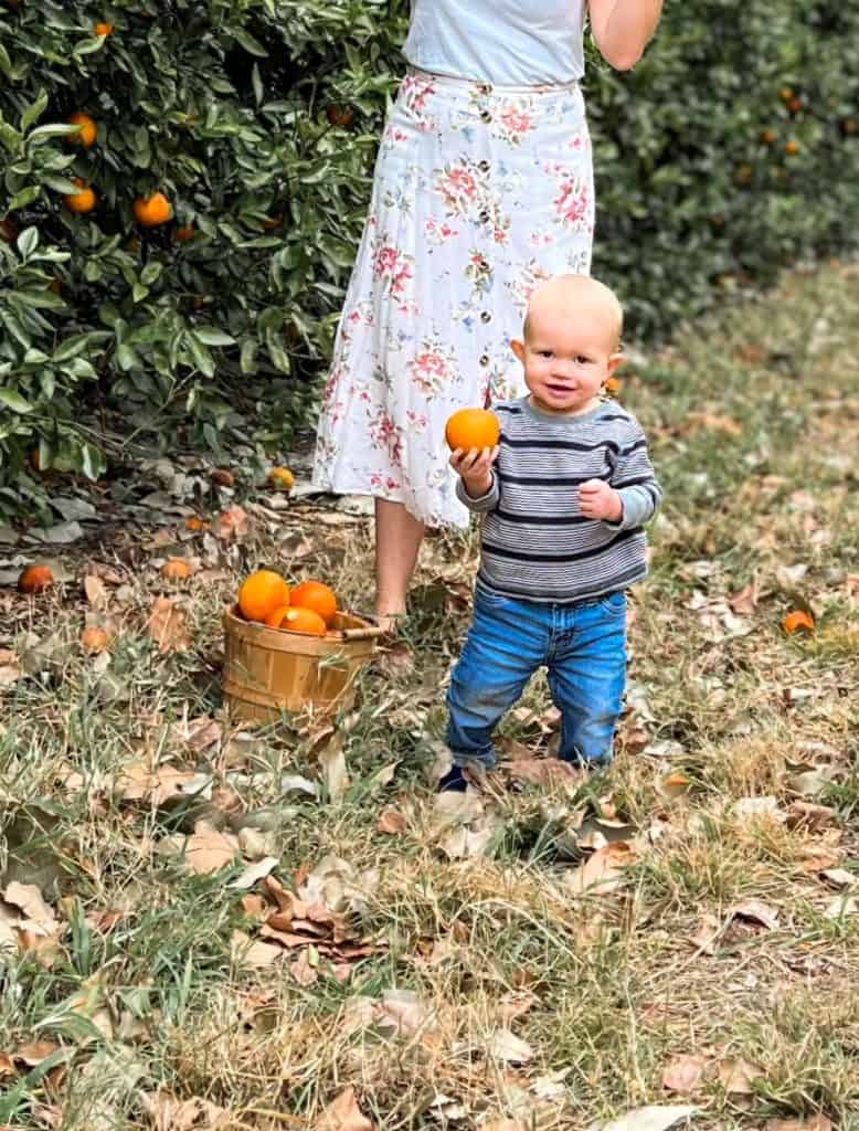 What is there to do in Orlando besides theme parks? Orange picking! Take your kids to pick your own oranges in Florida on vacation.