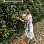 Orange Picking Near Tampa at Dooley Groves