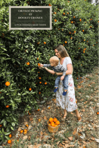 Read more about the article Orange Picking Near Tampa at Dooley Groves