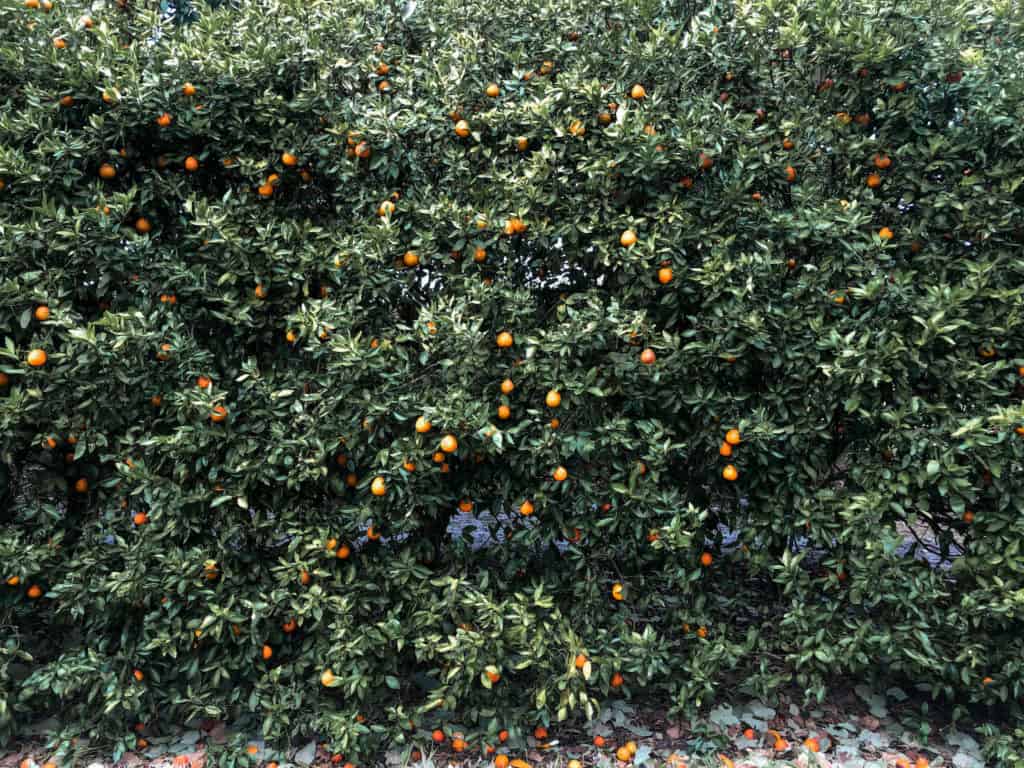 Orange tree full of ripe fruit