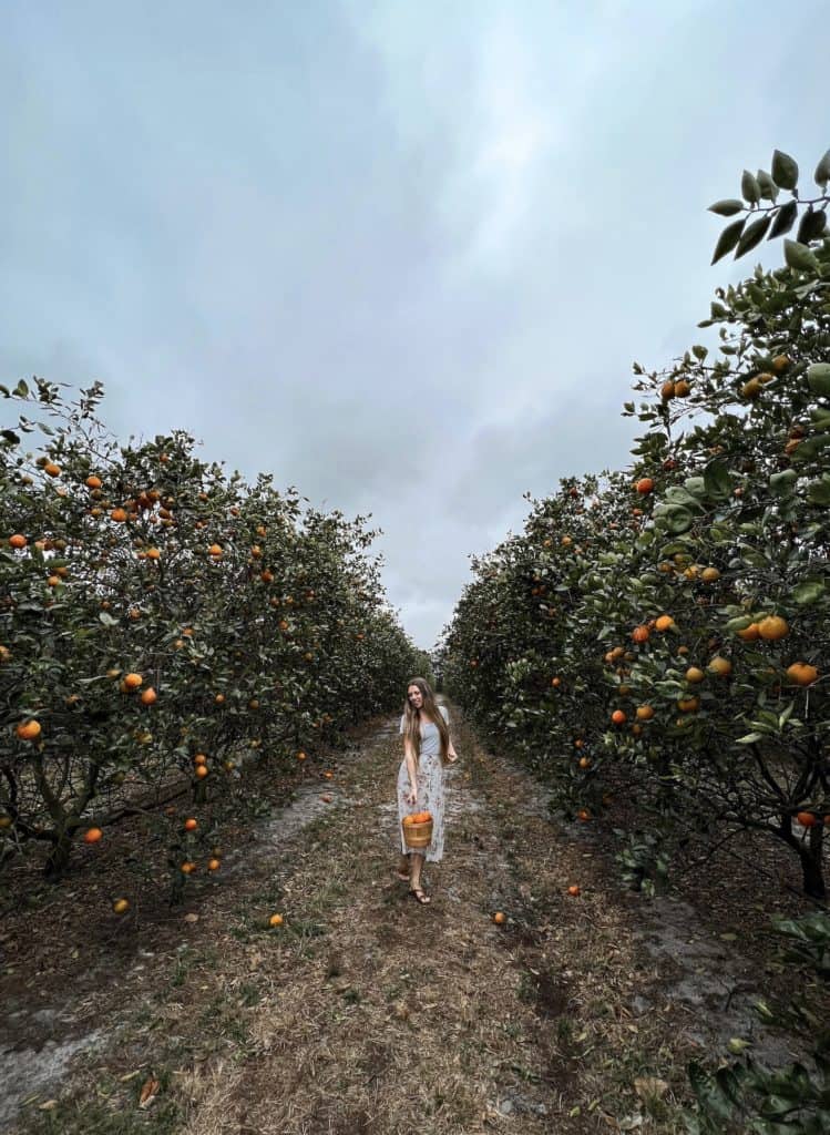 Woman in an orange grove