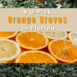 6 Must Visit U-Pick Orange Groves in Florida
