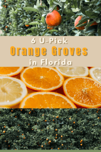 Read more about the article 6 Must Visit U-Pick Orange Groves in Florida