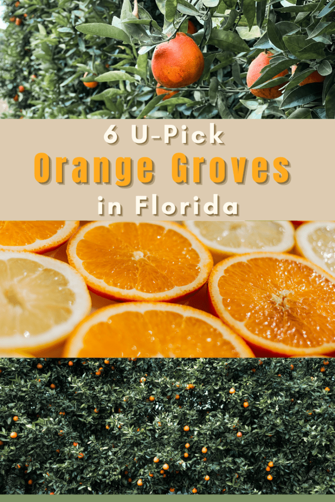 visit florida orange groves