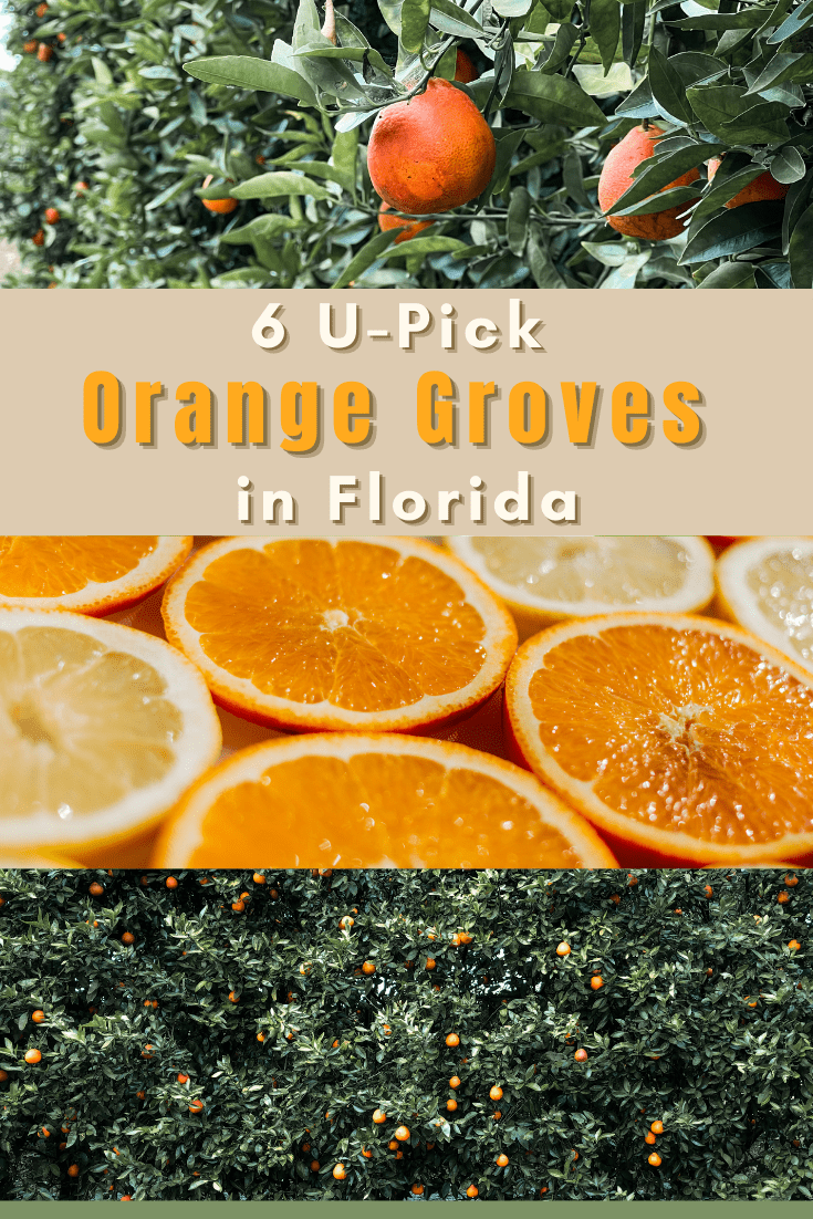 6 Must Visit UPick Orange Groves in Florida Rachel's Crafted Life