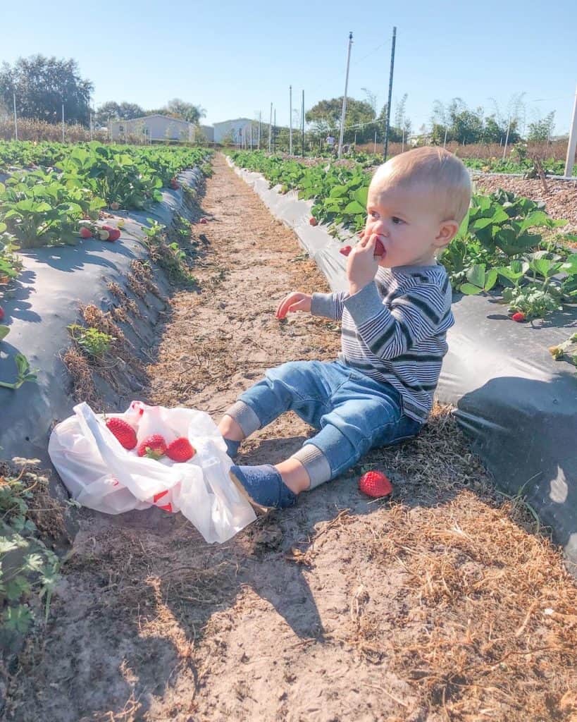 Toddler enjoying strawberries in a strawberry field.