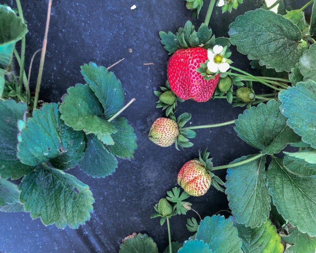 Strawberries at different stages of ripeness in a strawberry field near Tampa.