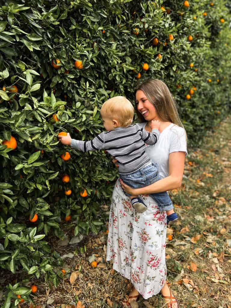Mother and son picking oranges at one of the u-pick farms in Tampa.