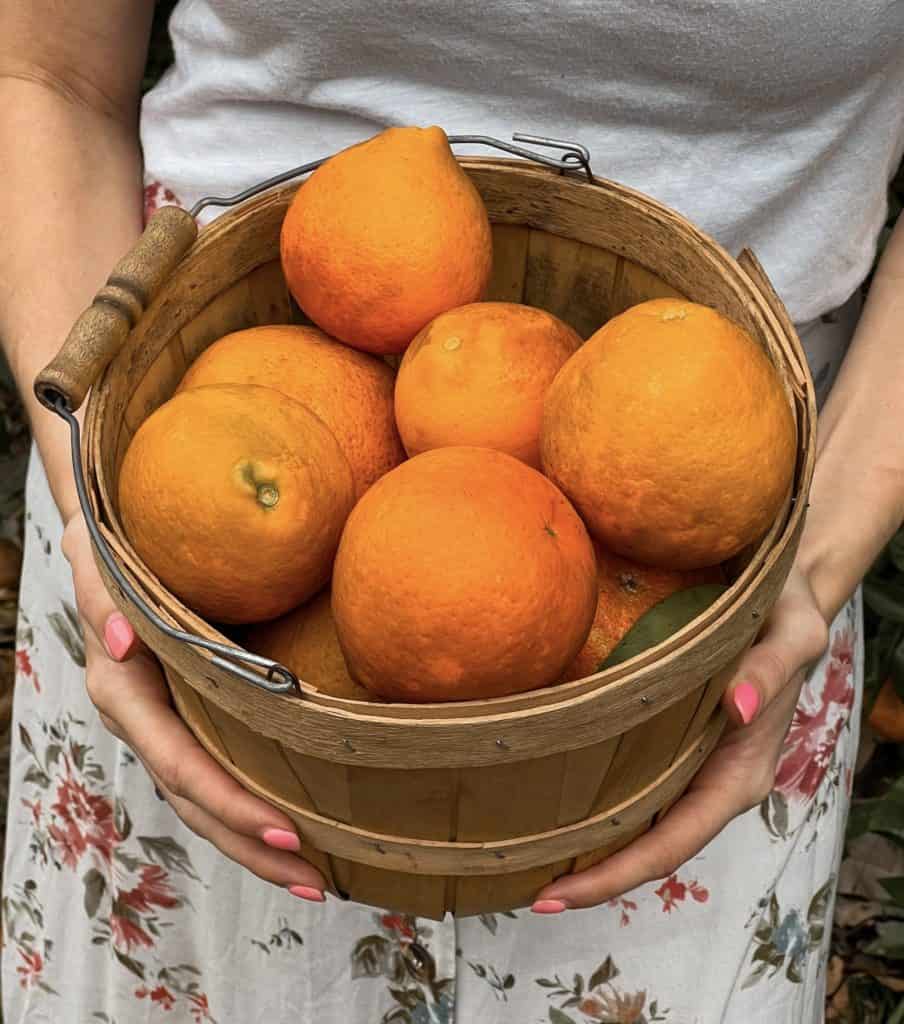 Freshly picked oranges in a basket at a u-pick orange grove in Florida.