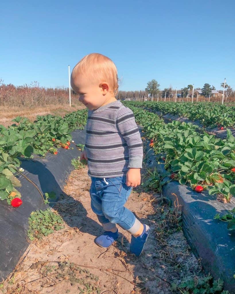 a sweet young kid enjoying the day at a strawberry patch near Tampa.