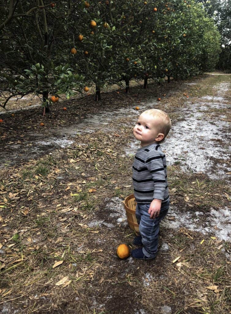 Young kid orange picking