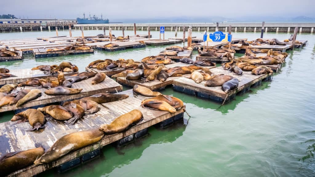 Sea lions resting on wooden platforms at Pier 39, one of the landmarks of San Francisco.
